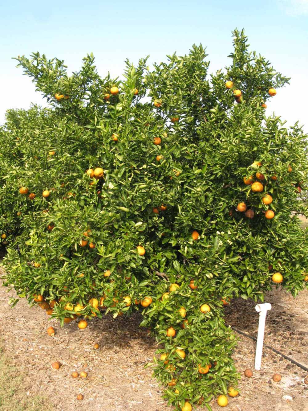            Habit (Winter Haven, FL)   